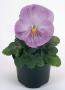 Seminte profesionale VIOLA - PANSELUTE - seria INSPIRE - imagine 48742